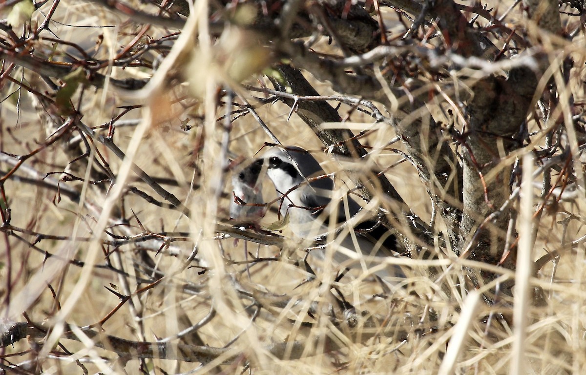 Northern Shrike - ML275733091