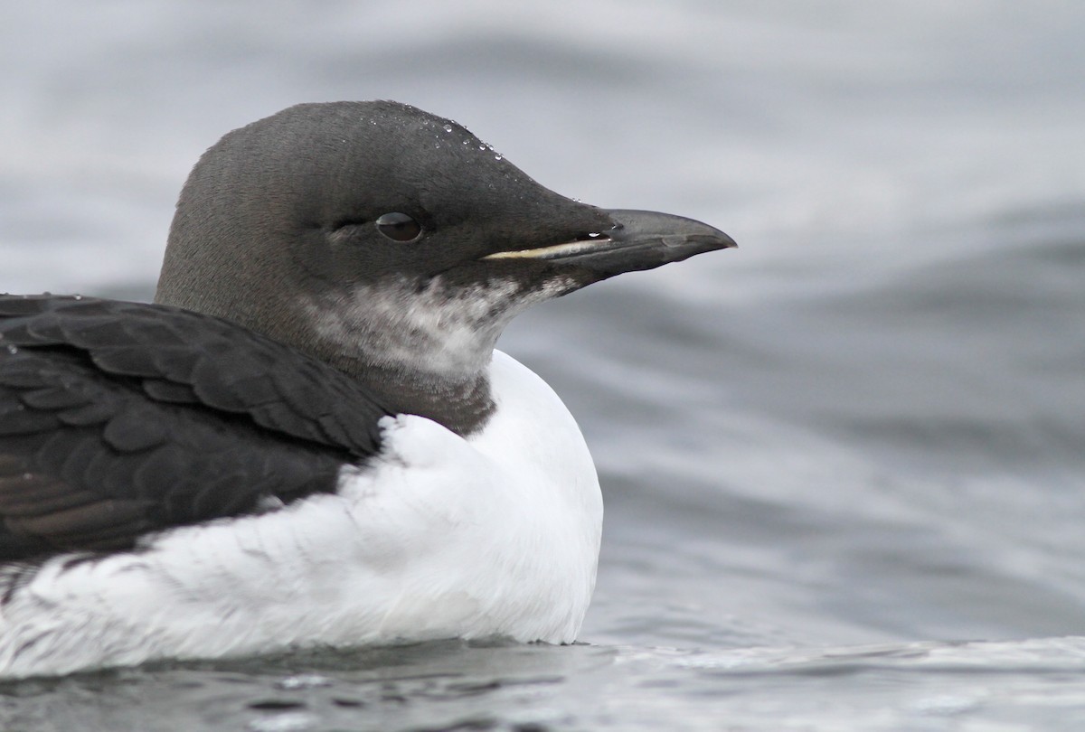 Thick-billed Murre - ML275734031