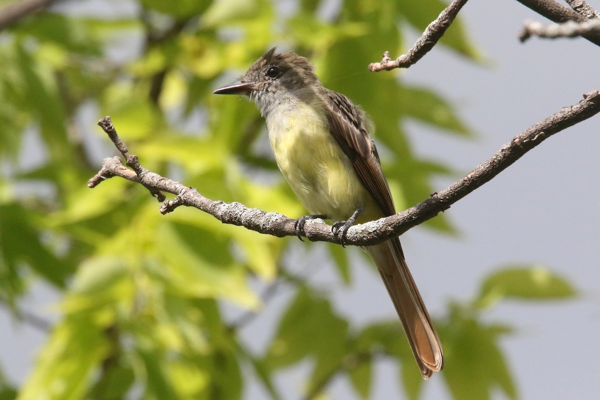 Great Crested Flycatcher - ML275734431
