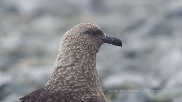 Brown Skua - ML275735781