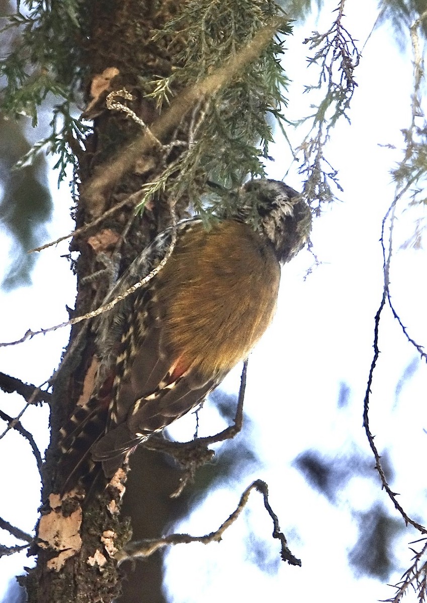 Abyssinian Woodpecker - ML275737071