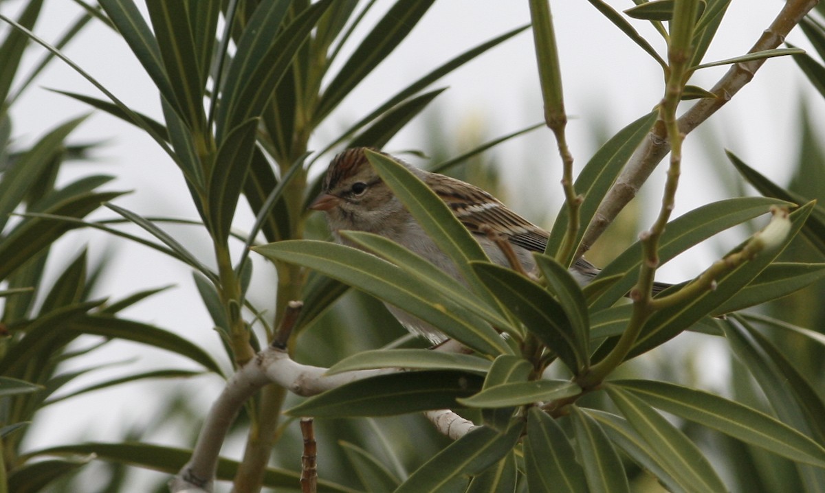 Chipping Sparrow - ML275739211