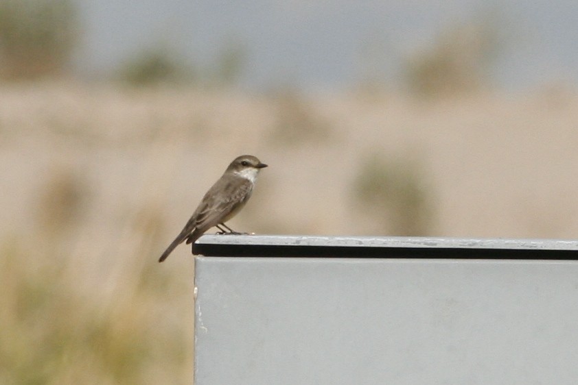 Vermilion Flycatcher - ML275739281