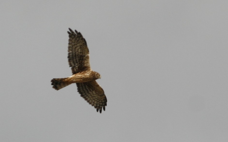 Aguilucho de Hudson - ML275739321