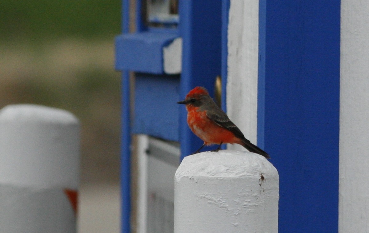 Vermilion Flycatcher - ML275739351