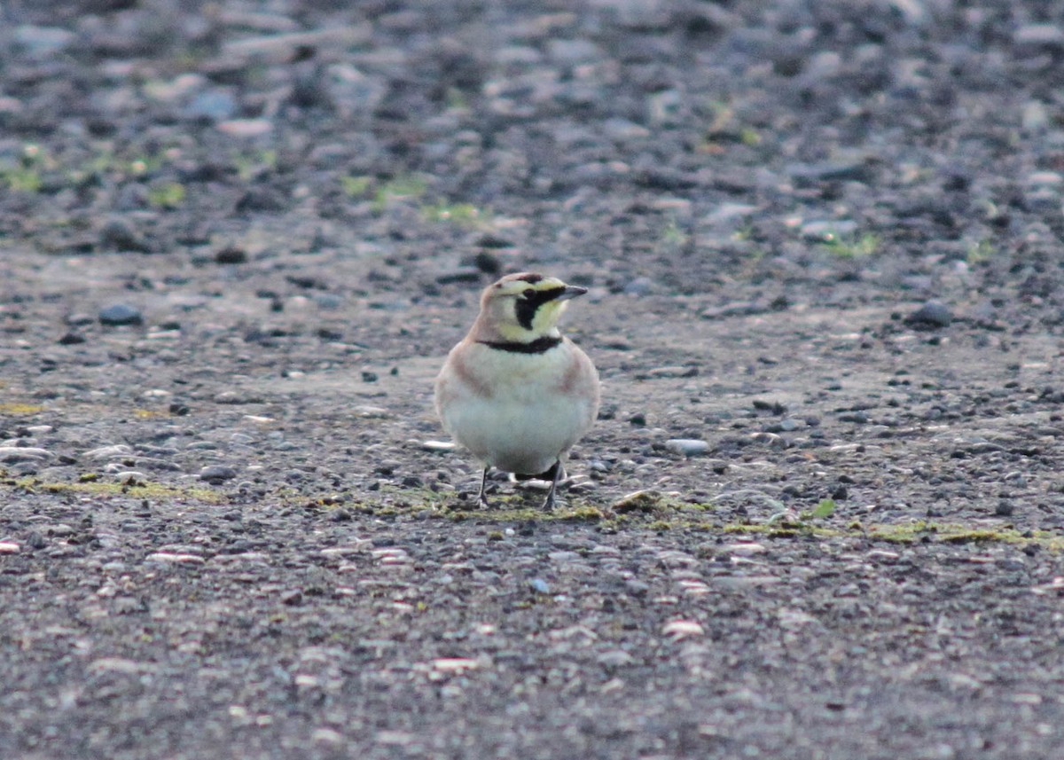 Horned Lark - ML275739951