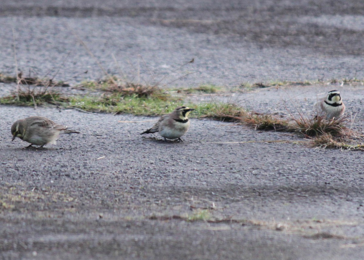 Horned Lark - ML275739971