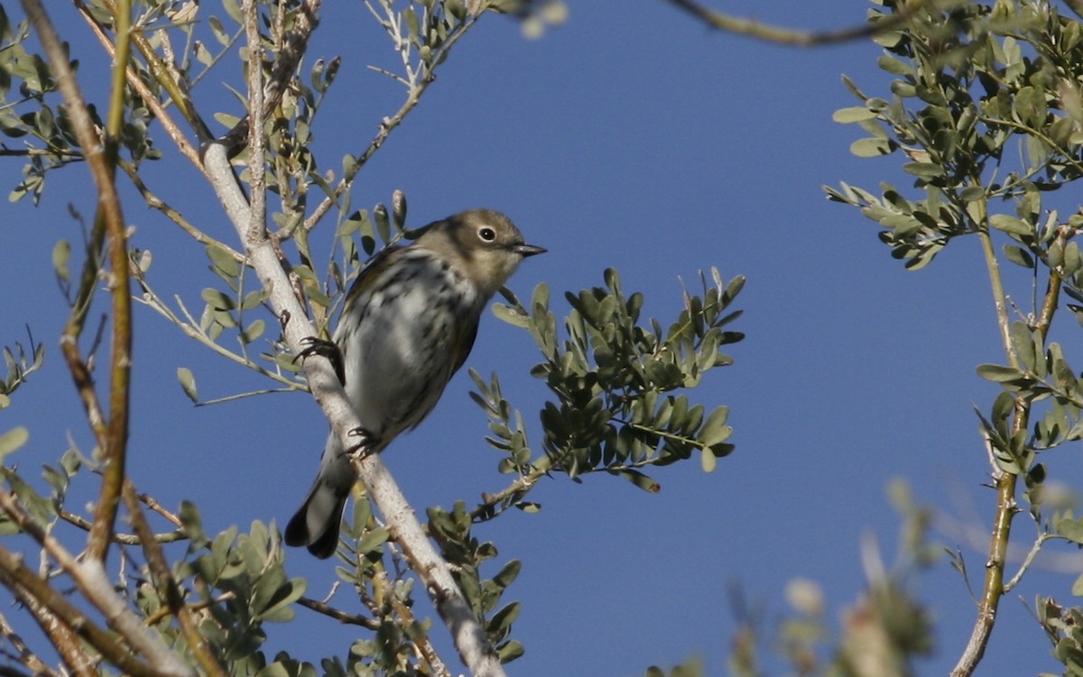 Yellow-rumped Warbler - ML275740941