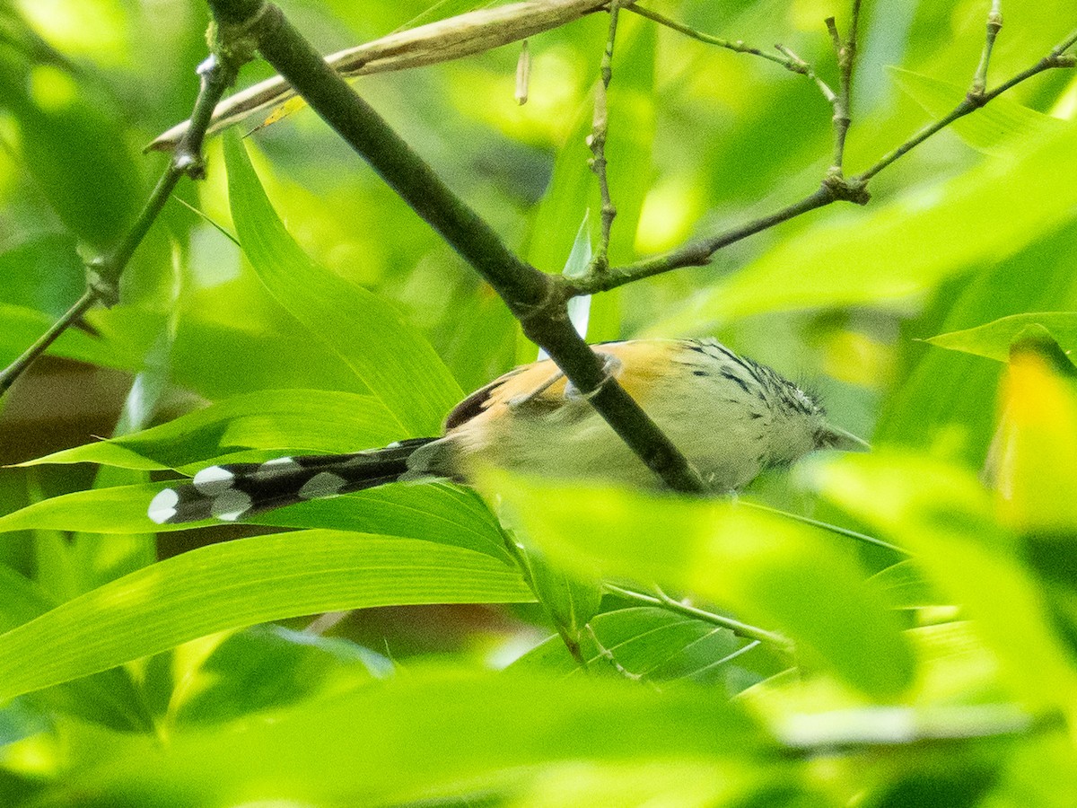 Striated Antbird - ML275743711