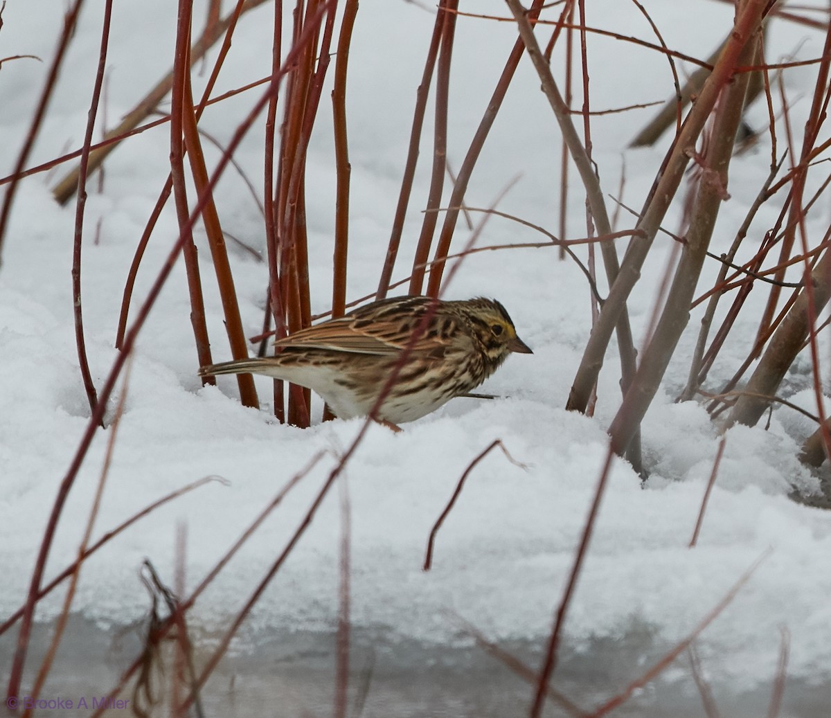 Savannah Sparrow - ML27574471