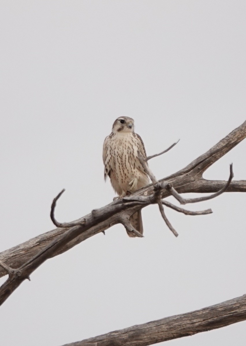 Prairie Falcon - ML275744901