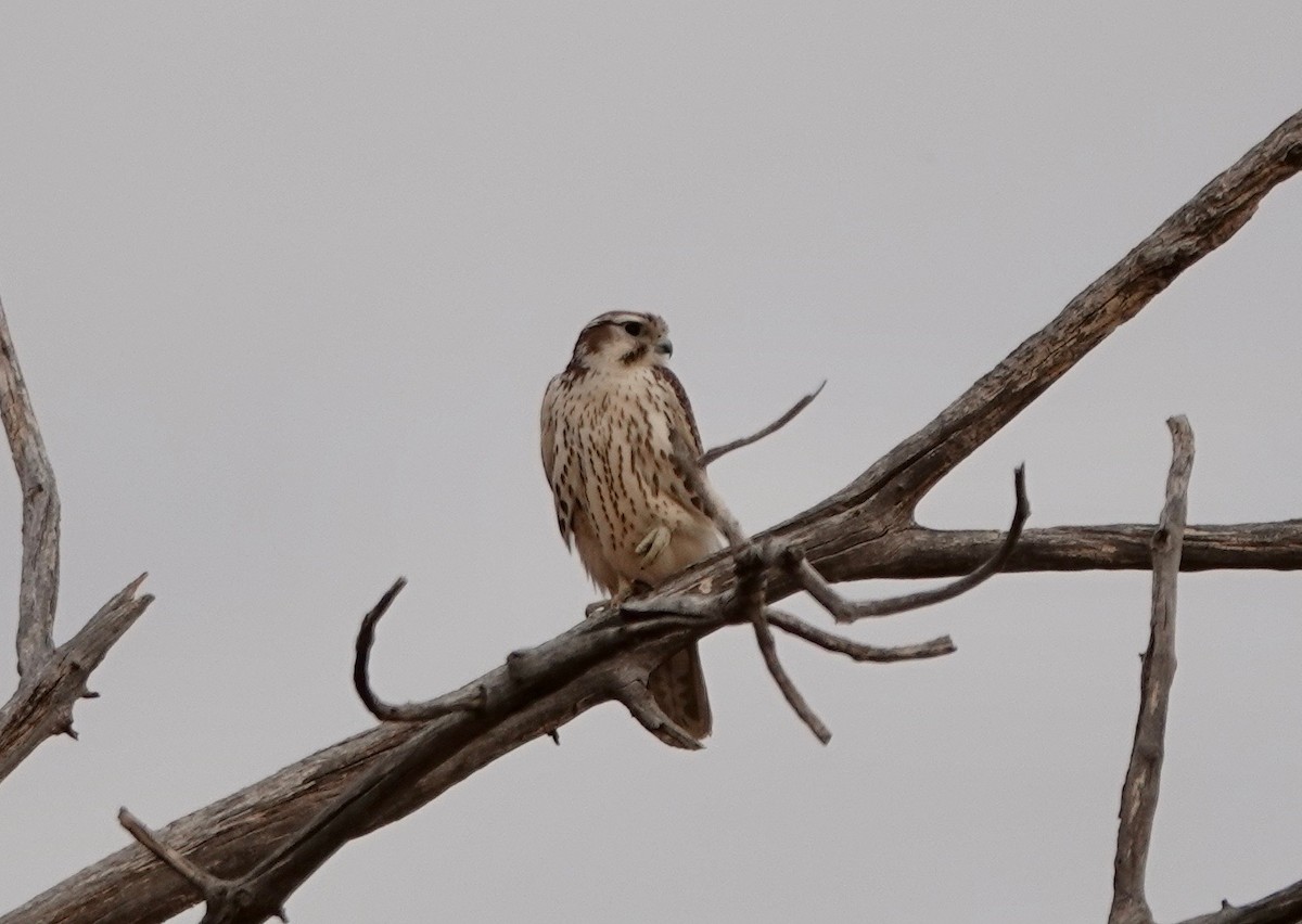 Prairie Falcon - ML275744921