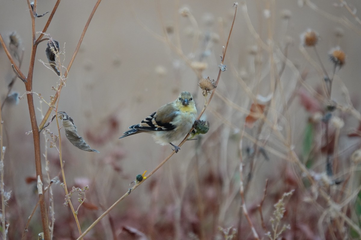 American Goldfinch - ML275745621