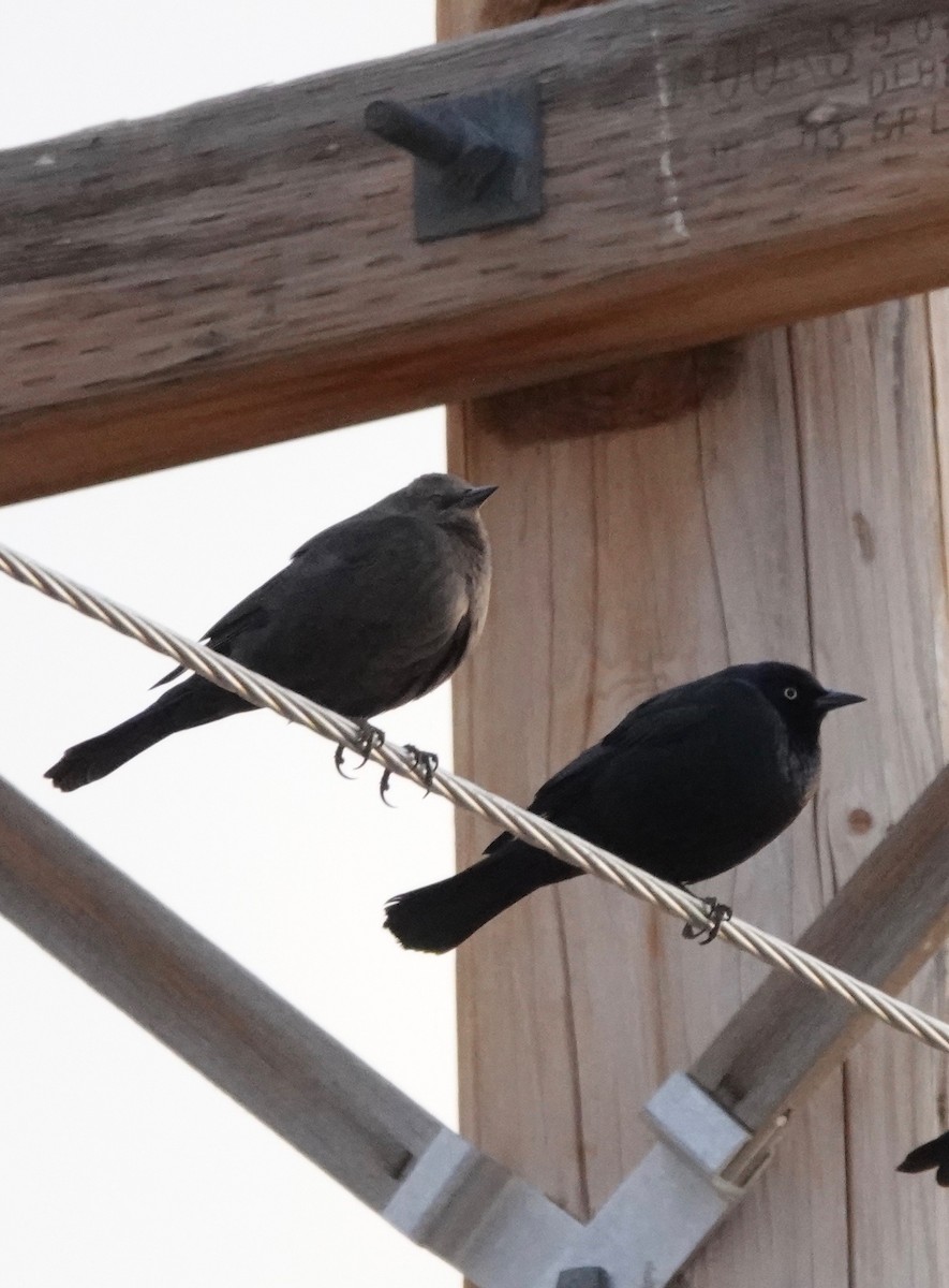 Brewer's Blackbird - ML275746141