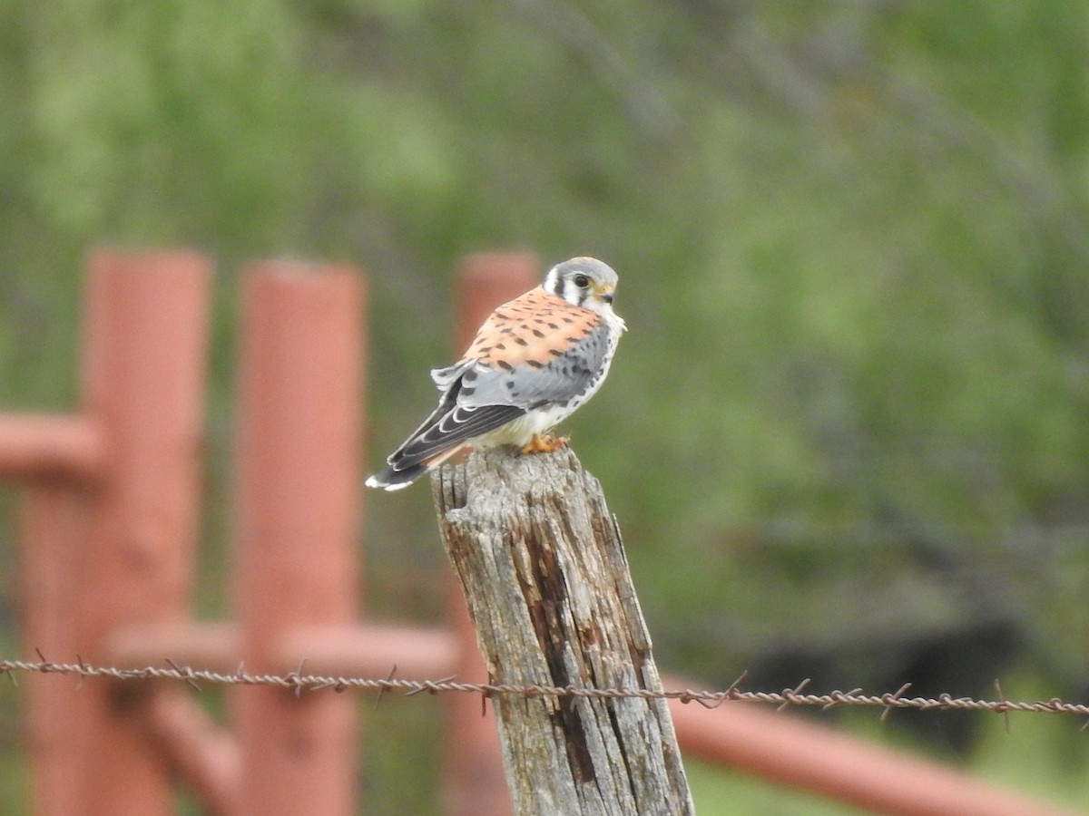 American Kestrel - ML275746311
