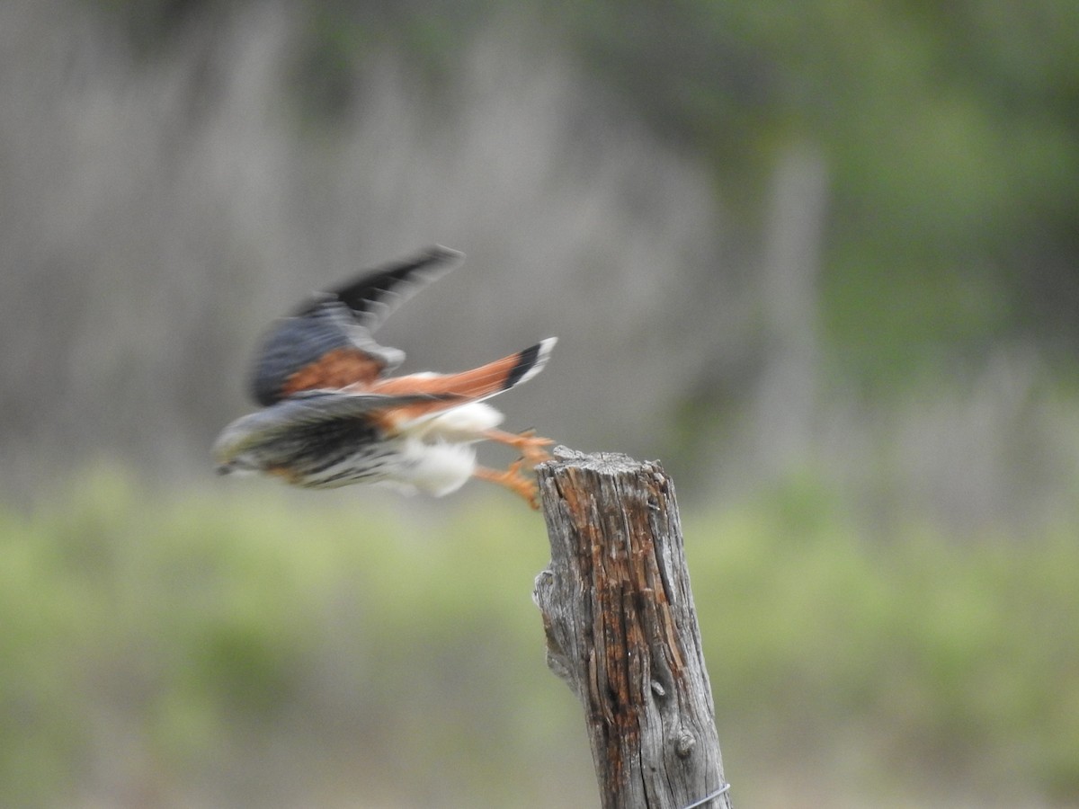 American Kestrel - ML275746331