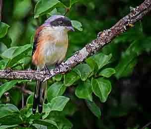 Bay-backed Shrike - ML275747331