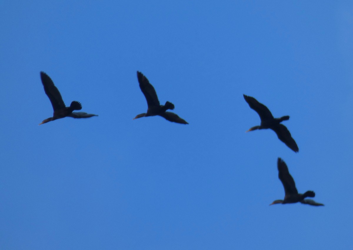 Double-crested Cormorant - Vicki Nebes