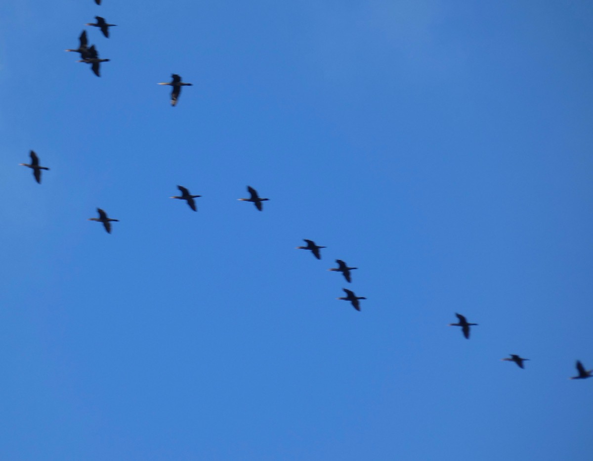 Double-crested Cormorant - Vicki Nebes