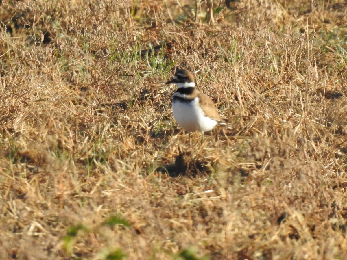 Killdeer - ML275749891
