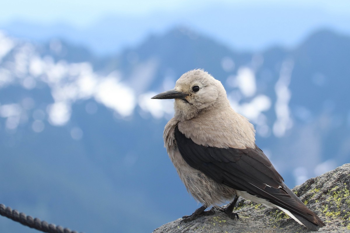 Clark's Nutcracker - ML275750681