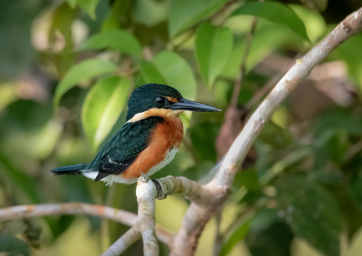 American Pygmy Kingfisher - ML275751421