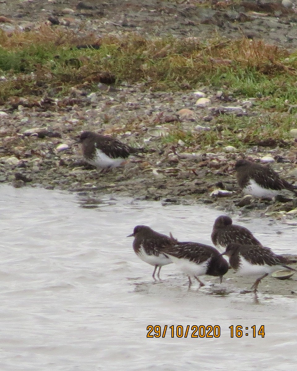 Black Turnstone - ML275756561