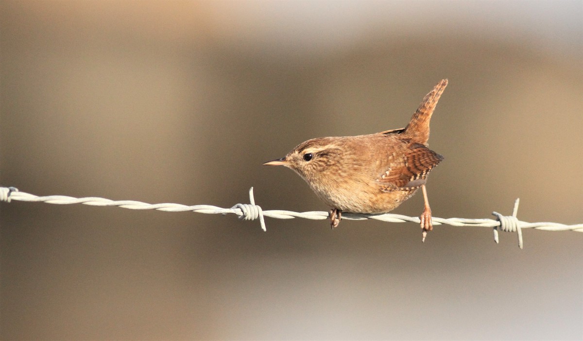 Eurasian Wren - Simon Davies