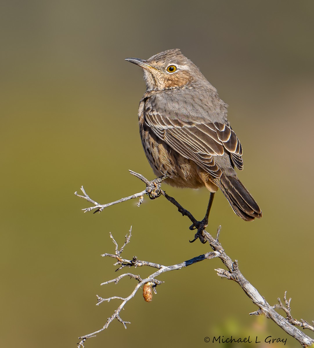Sage Thrasher - Cecilia Riley