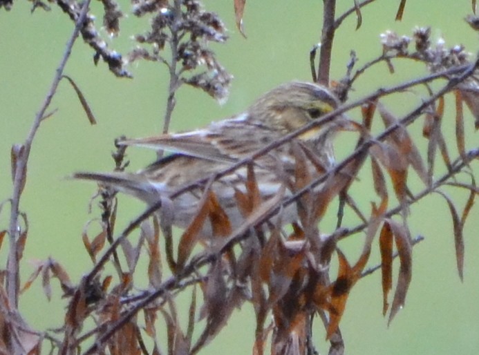 Savannah Sparrow - ML275758481