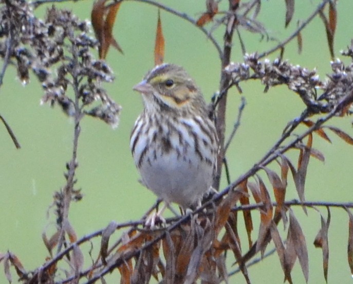 Savannah Sparrow - ML275758491