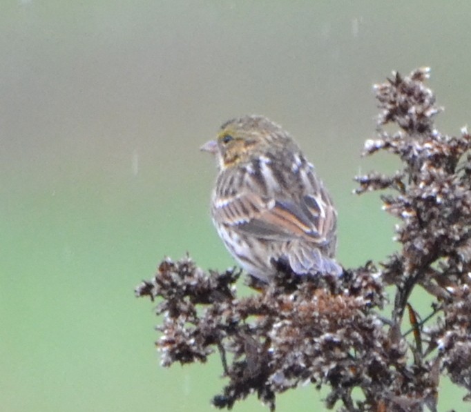 Savannah Sparrow - ML275758511