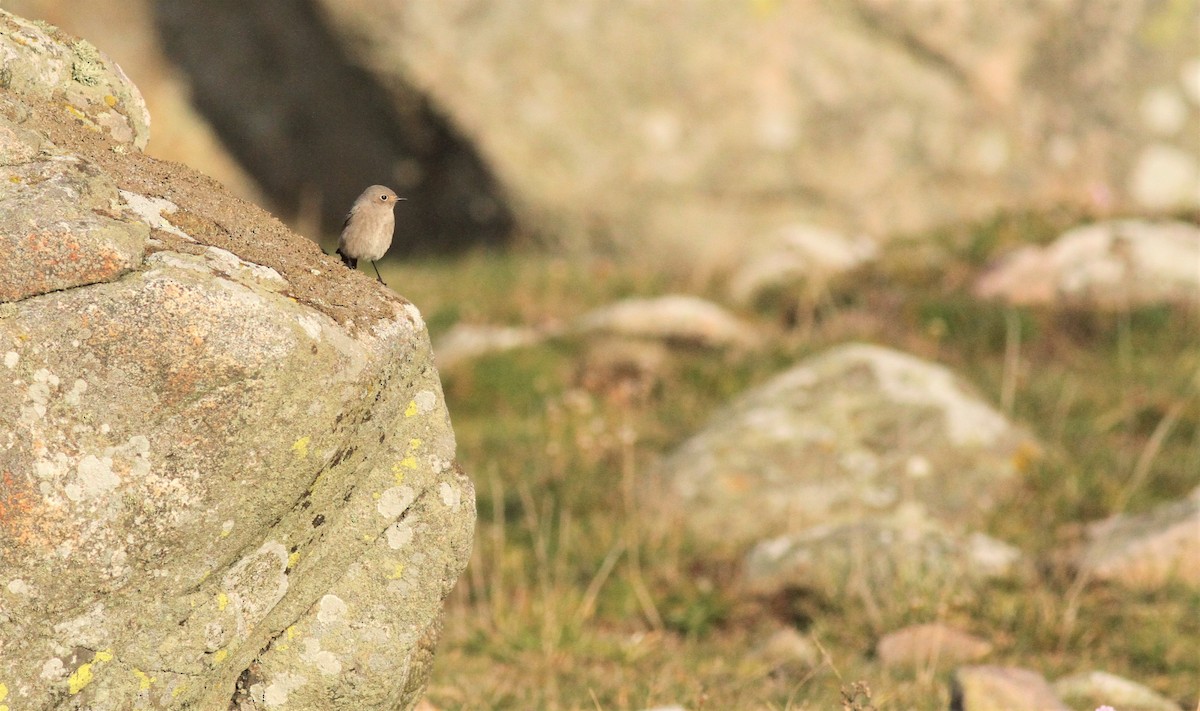 Black Redstart - ML275758551