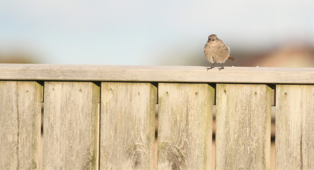 Black Redstart - Simon Davies