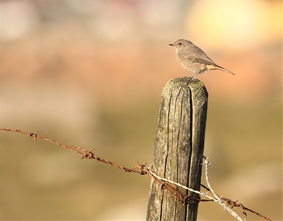 Black Redstart - ML275759161