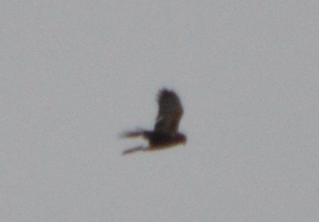 Northern Harrier - Chris Tessaglia-Hymes