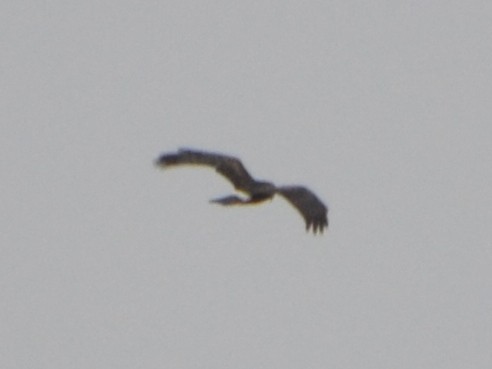 Northern Harrier - ML275759271