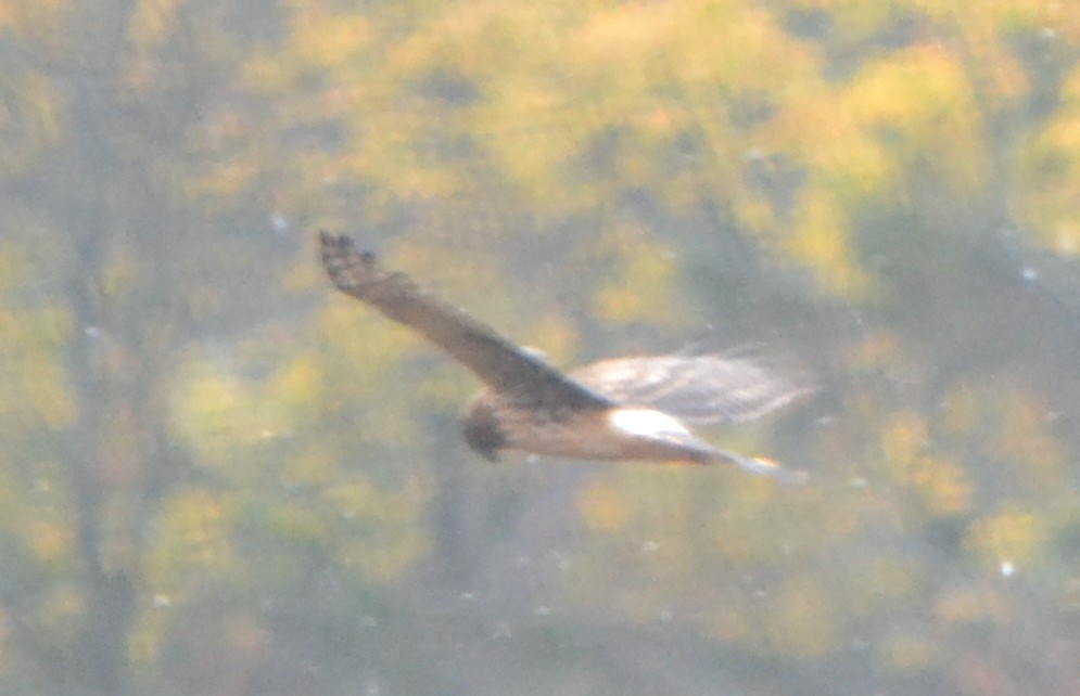 Northern Harrier - ML275759301