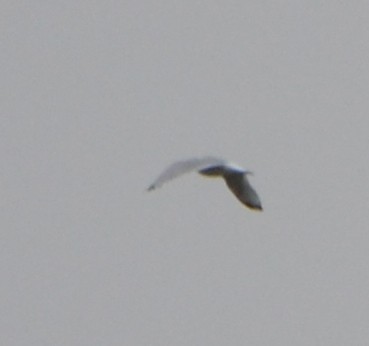 Ring-billed Gull - ML275759531