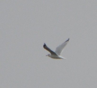 Ring-billed Gull - Chris Tessaglia-Hymes