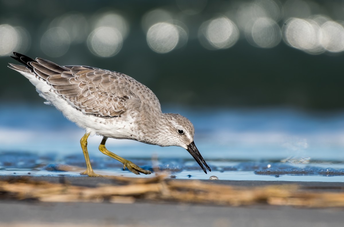 Red Knot - Matthew Addicks