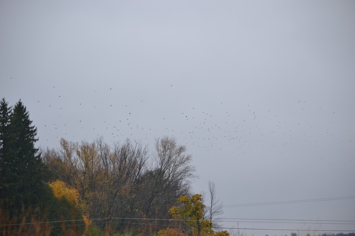 American Crow - ML275760121