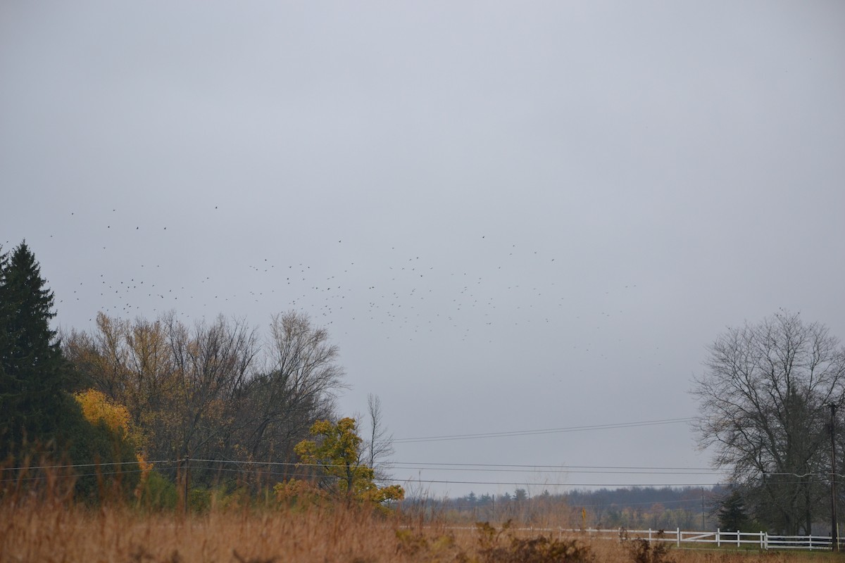 American Crow - ML275760181