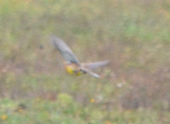 Eastern Meadowlark - ML275760561