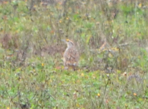 Eastern Meadowlark - ML275760571