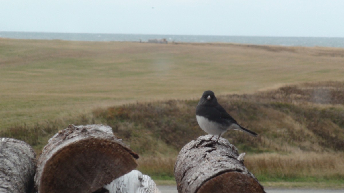 Dark-eyed Junco - ML275760871