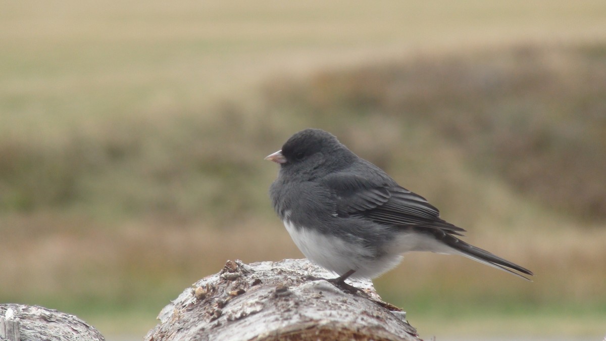 Dark-eyed Junco - ML275760881