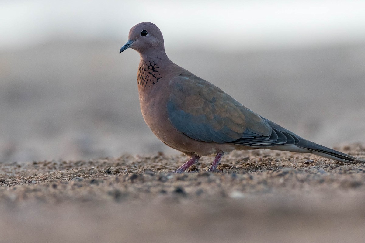 Tórtola Senegalesa - ML275761721