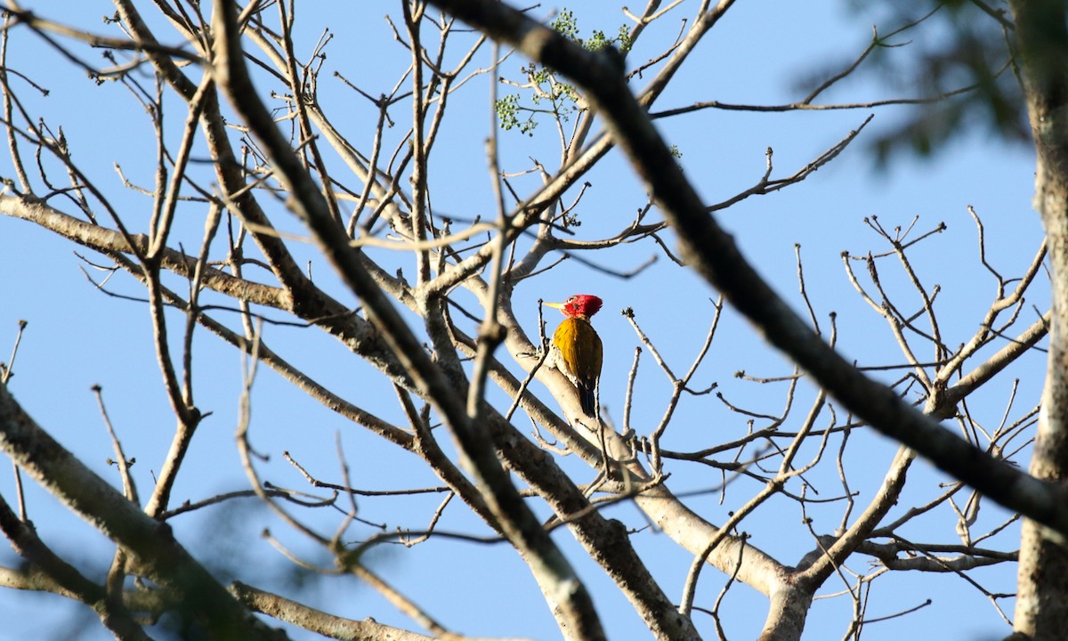 Red-headed Flameback - ML275762061