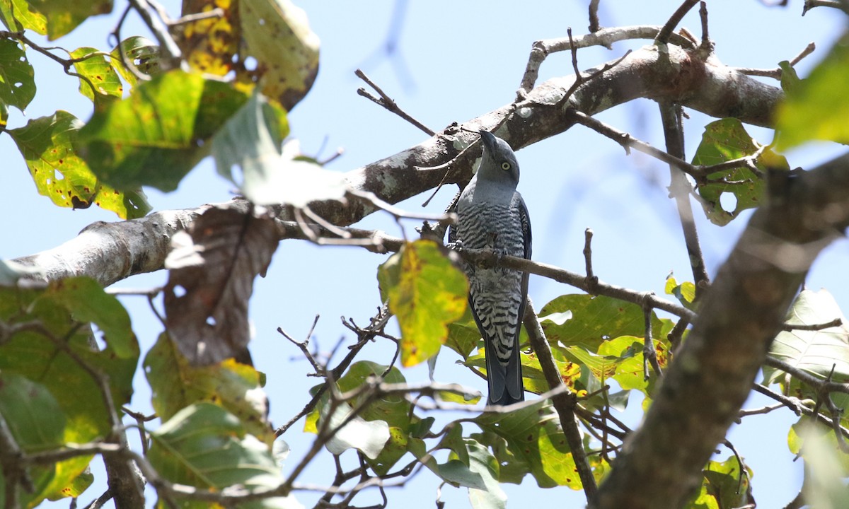 Bar-bellied Cuckooshrike - ML275762341